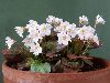 <em>Shortia galacifolia x uniflora</em> 'Brian Wilson'